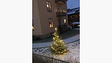 Gran från Gårdvik i Svärdsjö.